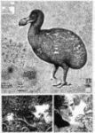 Voodoo Dodo (Pynchon1)