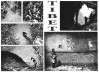 tibet1